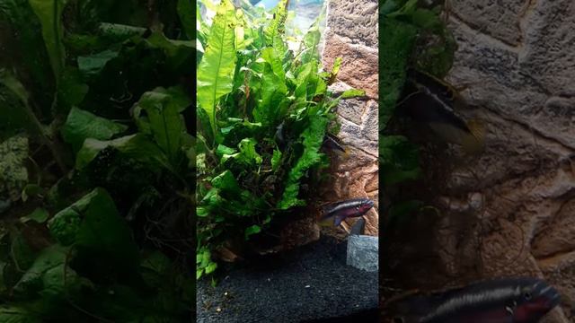 009 20180519 Cherry belly Rainbow kribs with offspring on Microsorium pteropus смотреть онлайн