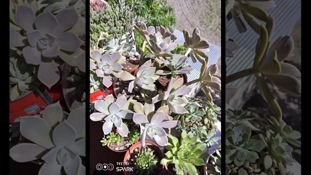 Galeriden fotoğraflar🥰🥰#sukulentbakımı #çiçek #vlog #aboneol смотреть онлайн