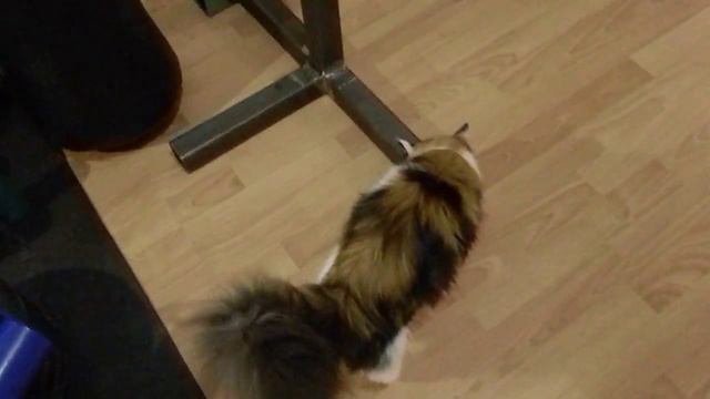 Армлифтер Масяня тестирует тренажеры "Силаруков" смотреть онлайн