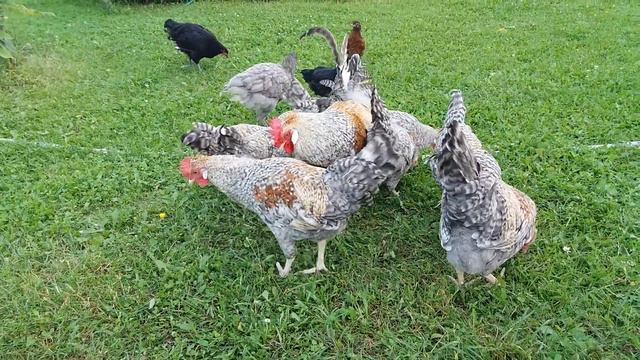 Петухи и курицы на племя смотреть онлайн