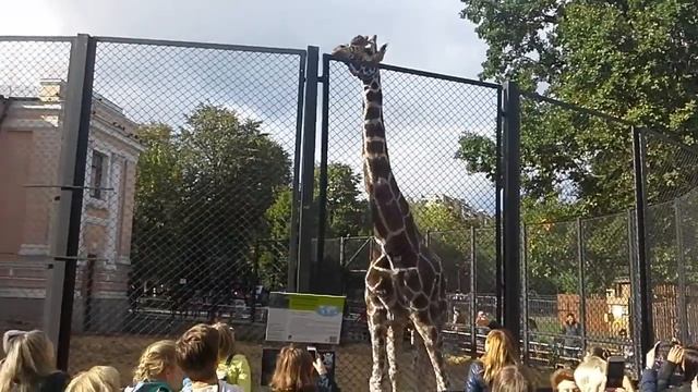 Жираф Самсон в Московском Зоопарке/Giraffe Samson at the Moscow Zoo