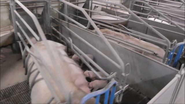 Экскурсия по свиноферме. Дания смотреть онлайн