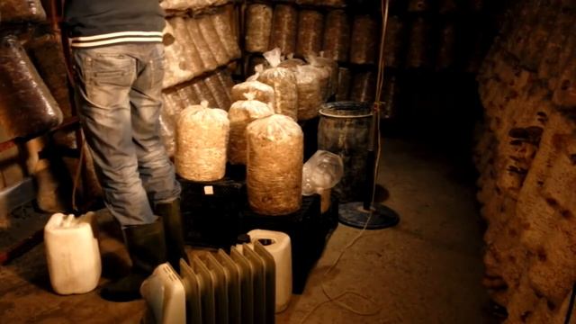 Вешенка, Как правильно поливать грибы вешенка. смотреть онлайн