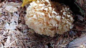 Cauliflower mushroom or Brain Coral Fungus!  Amazing and beautiful: Parasitic, Saprobic, Edible!