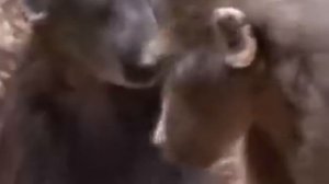 Мир животных, дикие малыши