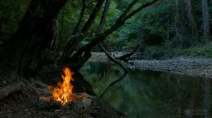 Гибискус желтеют листья. Что делать?