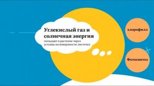Урок естествознание 3 класс. Как работают листья растений