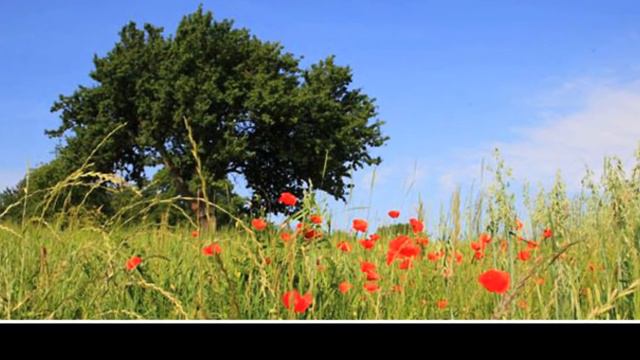 Singing Zither - Folk Music - Singende Zither - Karl Haas - ❥❥❥