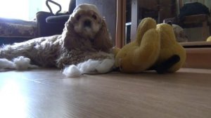 Американский кокер-спаниель. И, снова Лада!