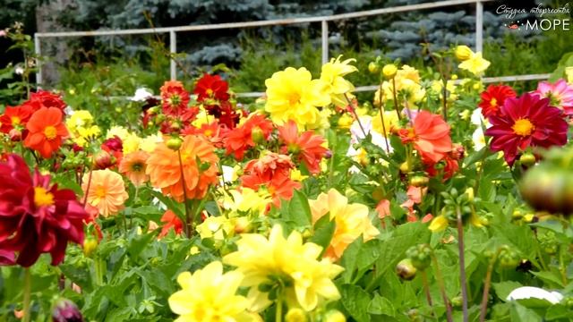 Как рисовать на природе. Пленэр в Дендропарке (ул. Первомайская/Мира) 10.08.2019 #пленэр #детирисую смотреть онлайн