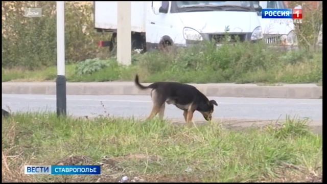 На Ставрополье пенсионерке выплатят 30 тысяч рублей компенсации за укус собаки