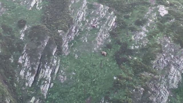 Медведи в Сочи // Красная Поляна 2018 смотреть онлайн