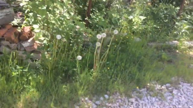 Вот такая достопримечательность в снт мечта плюс смотреть онлайн