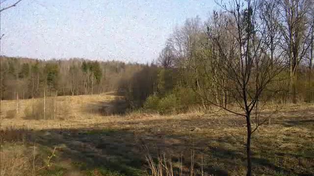 Звуки пения лесных птиц смотреть онлайн