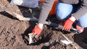 Посадка роз весной в открытый грунт