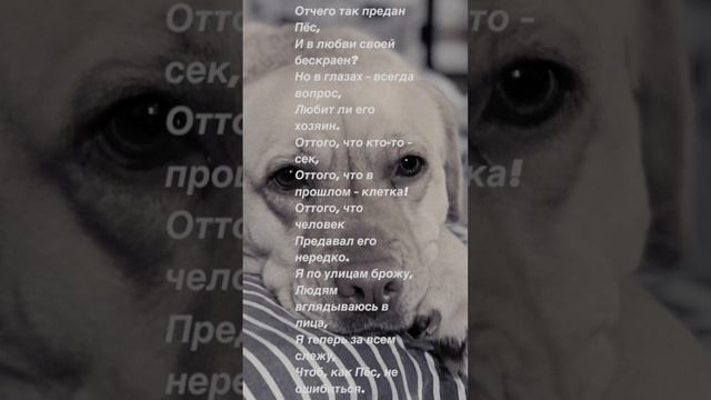 От чего так предан пёс? Стихотворение, которое взяло за душу #стихи