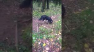 натаскиваем собаку на поиск трюфелей!