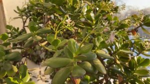 Опять цветет толстянка