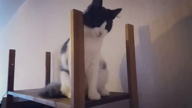 Как снять стресс за 40 секунд? ? смотреть онлайн