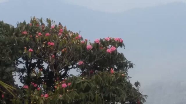 Beautiful pink Rhododendron смотреть онлайн