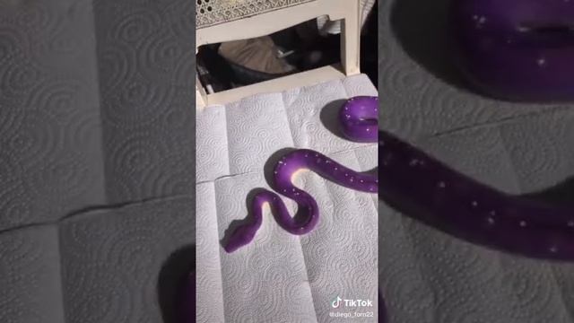 Гигантская змея смотреть онлайн