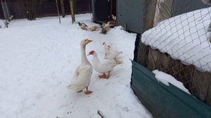 Чем пропаивать цыплят от глистов.