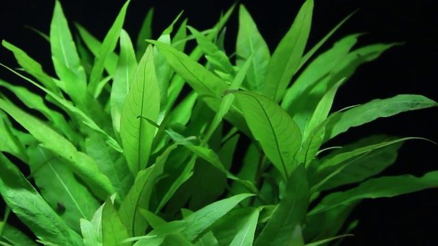 Hygrophila costata - Mokřanka žebrovaná - Akvarijní rostliny | SURPAN.cz смотреть онлайн