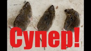 Как Избавиться от Мышей Навсегда !.