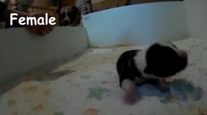 Щенки, американский стаффордширский терьер, Самара