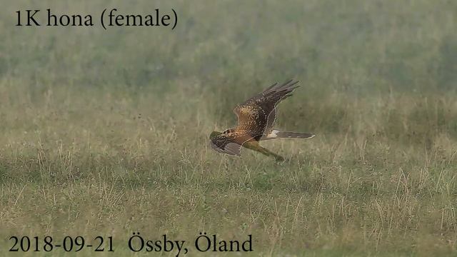 Circus macrourus смотреть онлайн