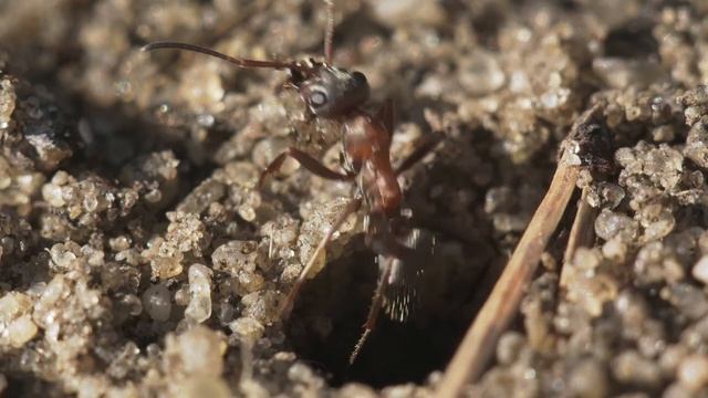 МУРАХИ - дивовижний світ комах смотреть онлайн