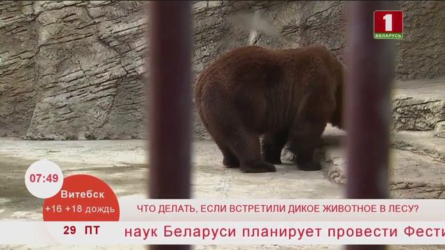 Что делать, если вы встретили дикое животное в лесу? смотреть онлайн