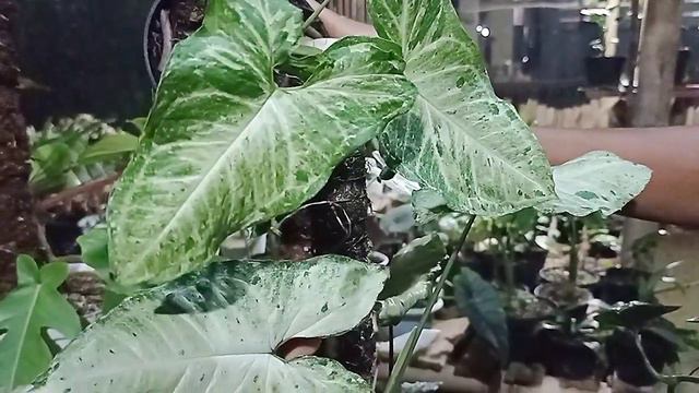 SYNGONIUM YANG LAGI NGEHITS  SERUPA TAPI TAK SAMA