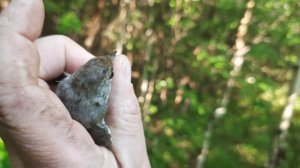 Подготовка места, для ловли птиц, даже половить попробовал. 6.08.2022 год.