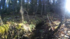 Промысловая охота на куницу! Открытие путика 2023.