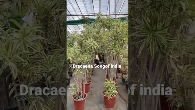 Dracaena Song of India смотреть онлайн