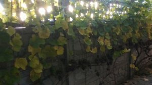 Виноград 2022, Собираю Каберне Кортис