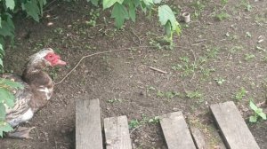 Куры Доминант или Легбар???Порода или кросс?