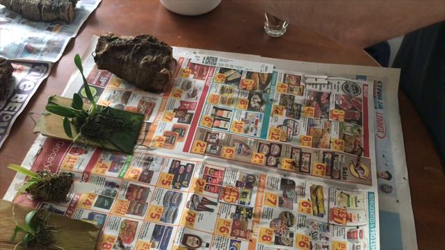 Tips and tricks on how to un-mount and re-mount orchids смотреть онлайн