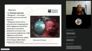 Выпадение глазного яблока  проптоз  у собак и кошек