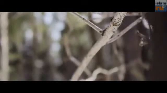 Шахада перед смертью смотреть онлайн