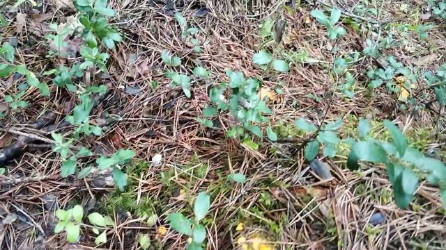 Как собирать лисички) краткое руководство смотреть онлайн