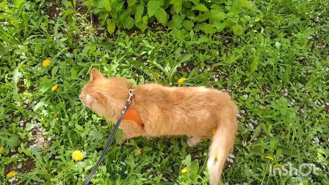 2 мая 2023 г. Котик вышел погулять 🐈🌿 смотреть онлайн