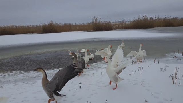 Дискотека наших гусей на Кривом озере смотреть онлайн