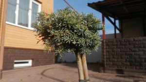 БЛАУЭР ЭСКИМО   И   КРИСТАЛ КЮГЕЛЬ .