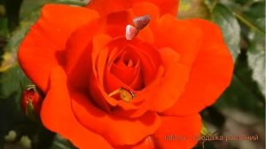 Роза флорибунда Чин Чин (rose) ? флорибунда роза Чин Чин обзор: как сажать, саженцы розы Чин Чин