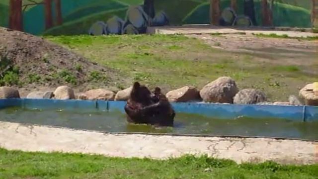 Медвежья любовь Маши и Миши. Ярославский зоопарк смотреть онлайн