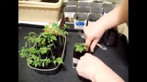 Пикировка Рассады Томатов. Как правильно? По одному или по два?