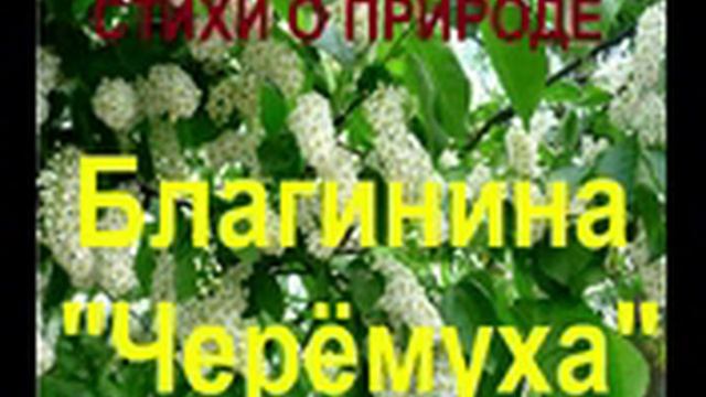 Стихи про природу и весну. Благинина Черемуха