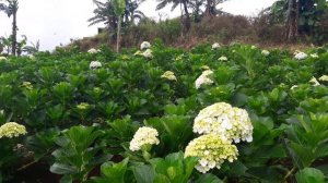 Hydrangea ungu Arca-Sukawangi-Sukamakmur-Bogor